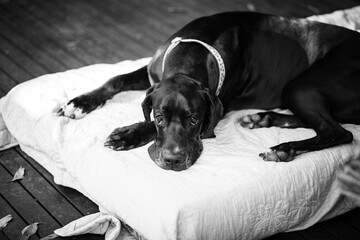 portrait of a dog, Great Dane 