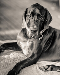portrait of a dog, Great Dane 