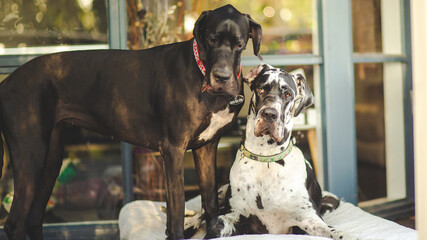 portrait of a dog, Great Dane 