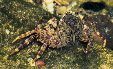 Closeup of very well and deceptively camouflaged, Sea Crab chilling in the shallow underwater of a beach , with visible algae rich rocks. Scientific name: Grapsus albolineatus. Often used as sea food.