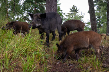 Wild pigs family
