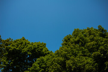 Obraz premium Blue sky over the forest