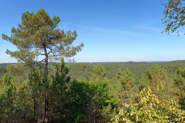 Circuit of 25 bumps panorama in Fontainebleau forest