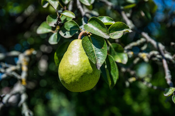 the ripe pear hanging from a tree. Pear fruit on the tree in the fruit garden.