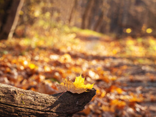 Bright Sunny forest in autumn colors. Selective focus yellow leaf of maple tree on the stump