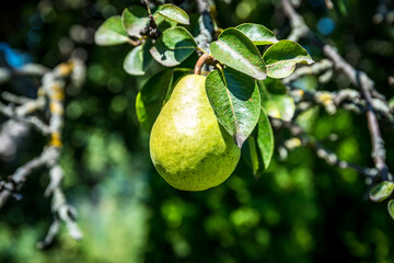 the ripe pear hanging from a tree. Pear fruit on the tree in the fruit garden.