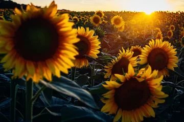 Rolgordijnen sunflower field at sunset © Roman
