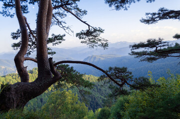 Fototapeta na wymiar early morning in the mountains old pine tree over a cliff