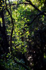 Green leaves with sun ray