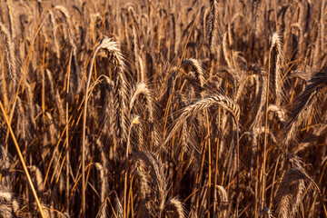 Fototapeta premium Getreideähre im Getreidefeld bei Hamburg