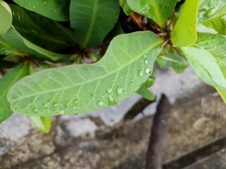 Waterdroplets on green leaf