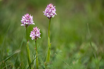 beautiful flowers forest orchids growing in the meadow in the mountains