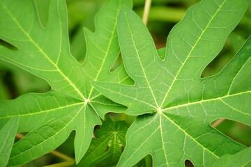 green leaf background