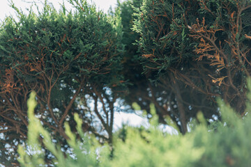 Beautiful tuja tree branch in nordic forest. Green leaves of tuja, thuja background.