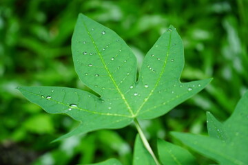 droplets of water on leaf after the rain