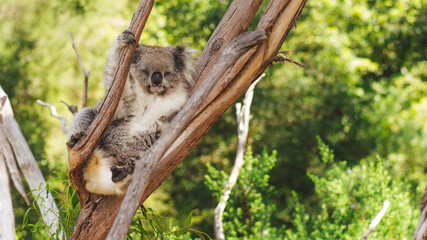 koala in the tree