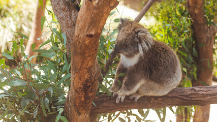 koala in tree