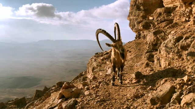 Magestic nubian ibex moumtain goat on a cliffside path, Negev Desert Israel
