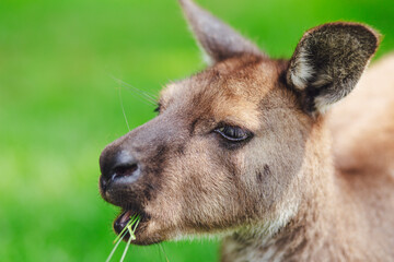 portrait of a kangaroo