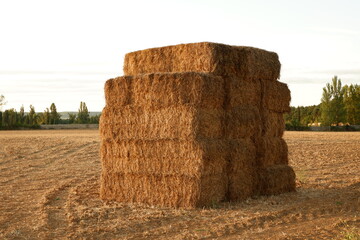 Fardos de paja en el campo