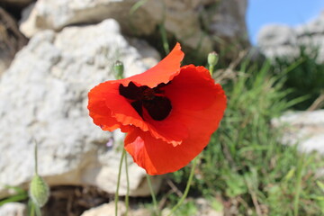 Beautiful summer flower. Red poppy. Macrophotography of the red poppy