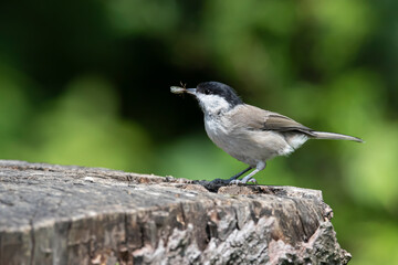 Coal tit (Periparus ater) caught  insects  on an old wooden stump in the forest