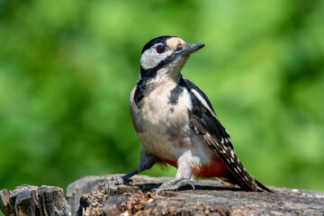 Woodpecker  Dendrocopos major on an old wooden stump in the forest.