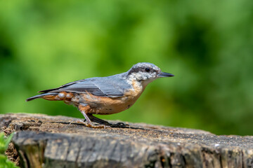 European Nuthatch (Sitta europaea) on an old wooden stump in the forest