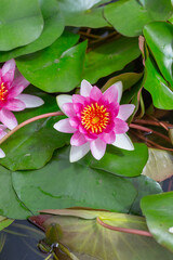 Blooming water lily and green round leaves in water，Nymphaea L.