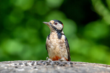 Woodpecker  Dendrocopos major on an old wooden stump in the forest.