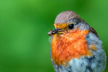 Robin bird (Erithacus rubecula) caught  insects  on an old wooden stump in the forest