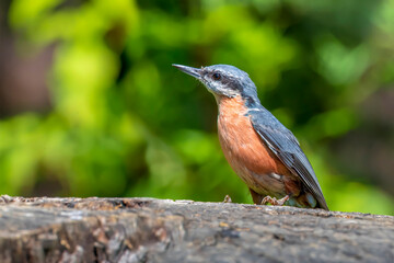 Fototapeta premium European Nuthatch (Sitta europaea) on an old wooden stump in the forest.