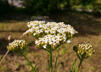 Yarrow inflorescences close up.
