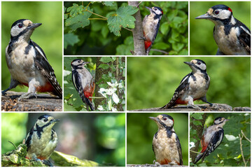 Fototapeta premium Woodpecker Dendrocopos major on an old wooden stump in the forest. Collage set.