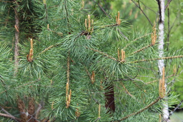 A small green cone on a pine branch. Macro photo of a pi