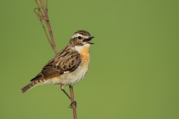 A male sitting on a reed and waiting for a female, Whinchat