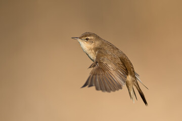 Flirty spring flights in the meadows, Savi's Warbler