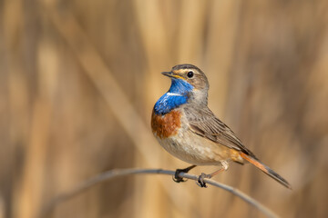 A male sitting on a reed and waiting for a female, Bluethroat