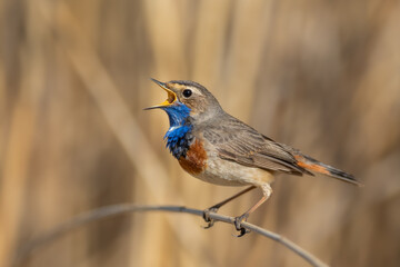 A singing male in the mating season in the reed area, Bluethroat