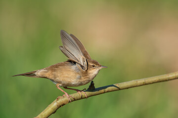 A male with spread wings, Savi's Warbler