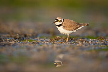 Looking for food in a dry pond, Little Ringed Plover