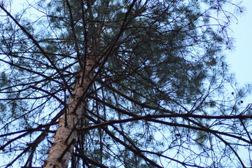 Old pine forest. Beautiful mighty pines stretch their tops upwards.
