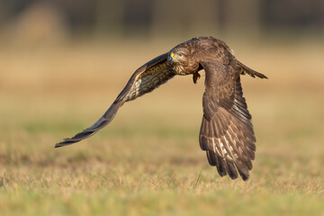 Flying raptor over the meadow at sunrise, Common Buzzard