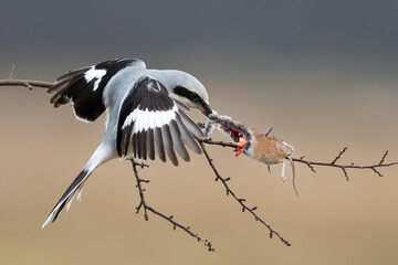 A small predator eats a mouse, Great Grey Shrike