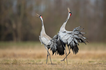 Fototapeta premium Spring mating dance in the meadow, Common Crane