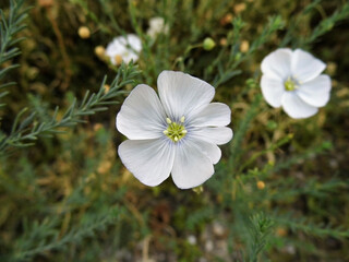 Petite fleur blanche