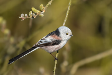 In the spring on a forest twig, Northern Long tailed
