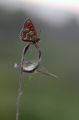 Butterfly Melitaea in the autumn awaits dawn in the meadow on a dry blade of grass