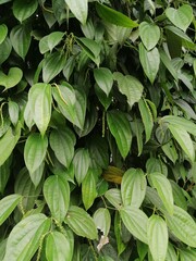 green leaves background