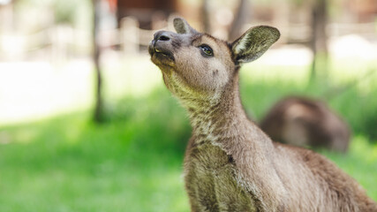 portrait of a young kangaroo in the grass